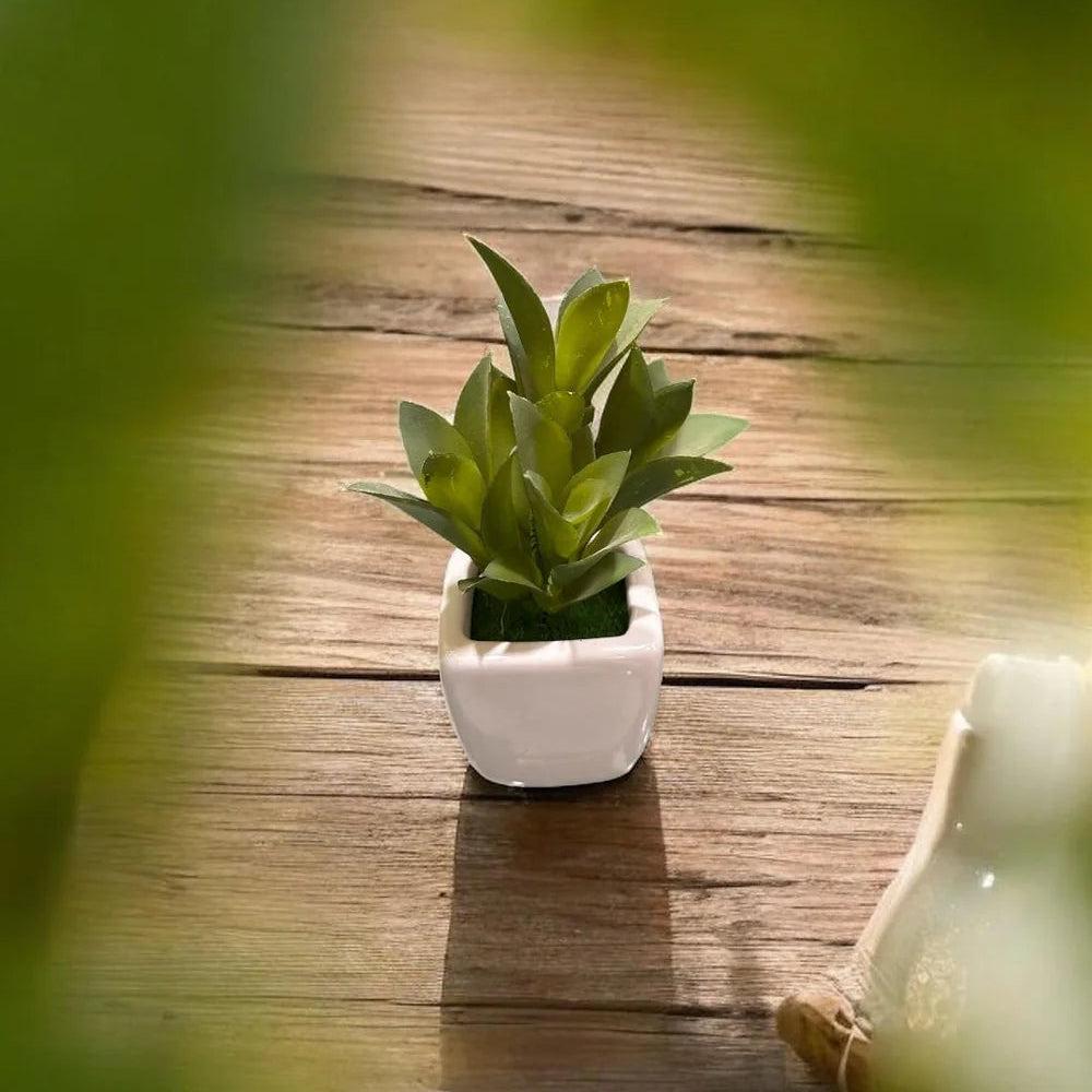 Pot