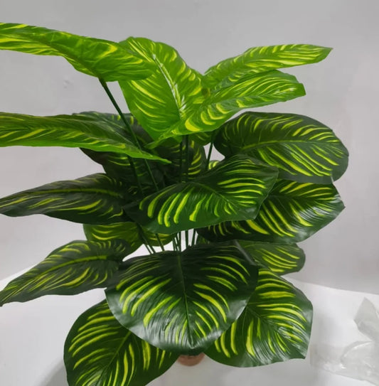 Plants
