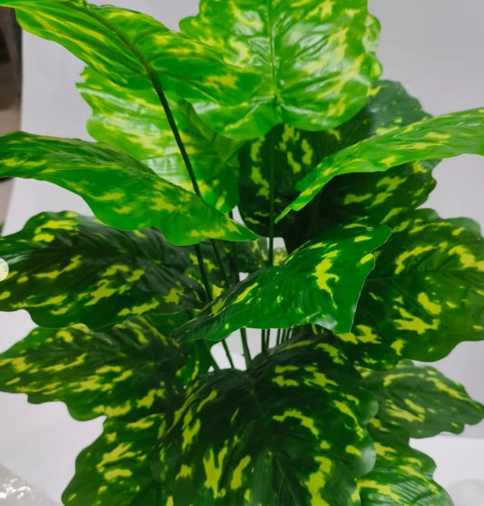 Plants